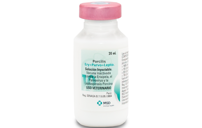 Inmunización activa de cerdas contra problemas reproductivos provocados por Parvovirus porcino, leptospirosis y Erisipela.