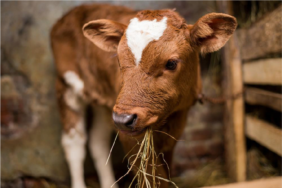 Ternero con coccidiosis bovina