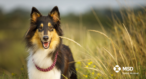 Comunicado oficial acerca del Distemper (Moquillo) Canino.