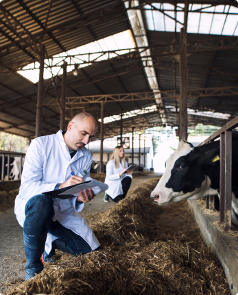 ¿Cuál es el impacto de los Helmintos en la salud de las vacas?