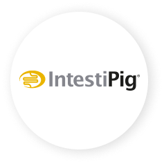 Intestipig