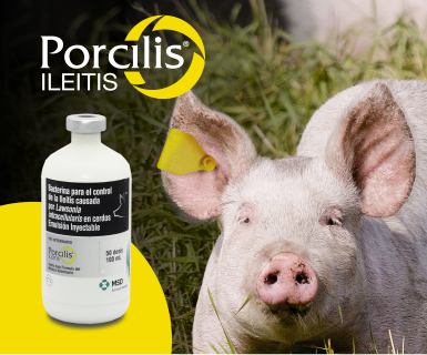 Vacuna para cerdos contra la ileítis causada por Lawsonia intracellularis.​