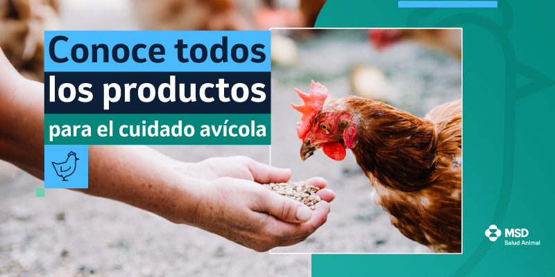 conoce todos los productos para el cuidado avícola
